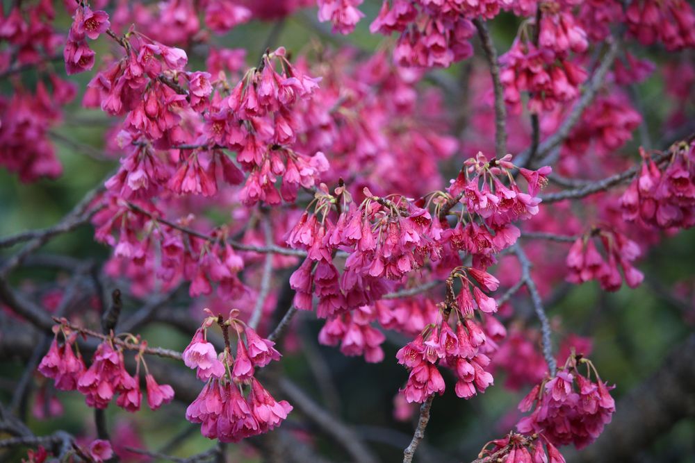 写真：カンヒザクラ（バラ科）