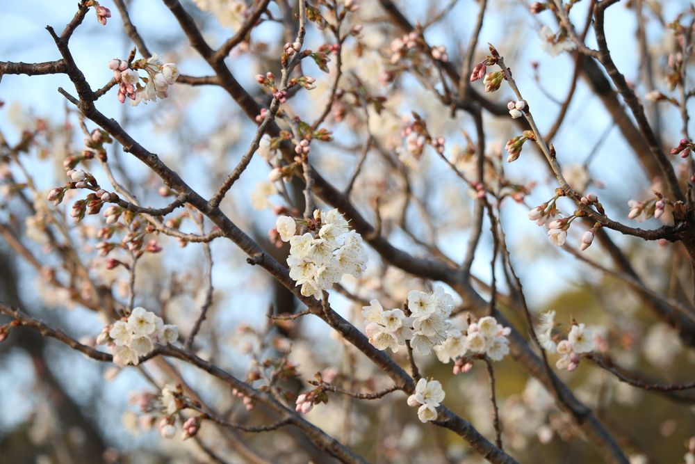 写真：シナミザクラ（バラ科）