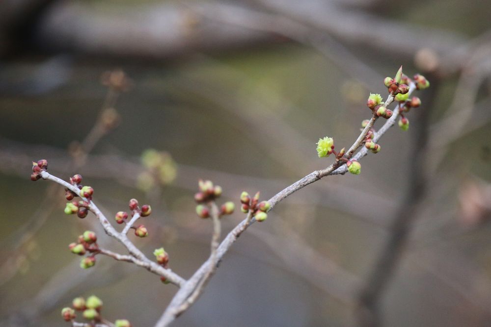 お写真：アブラチャン（クスノキ科）