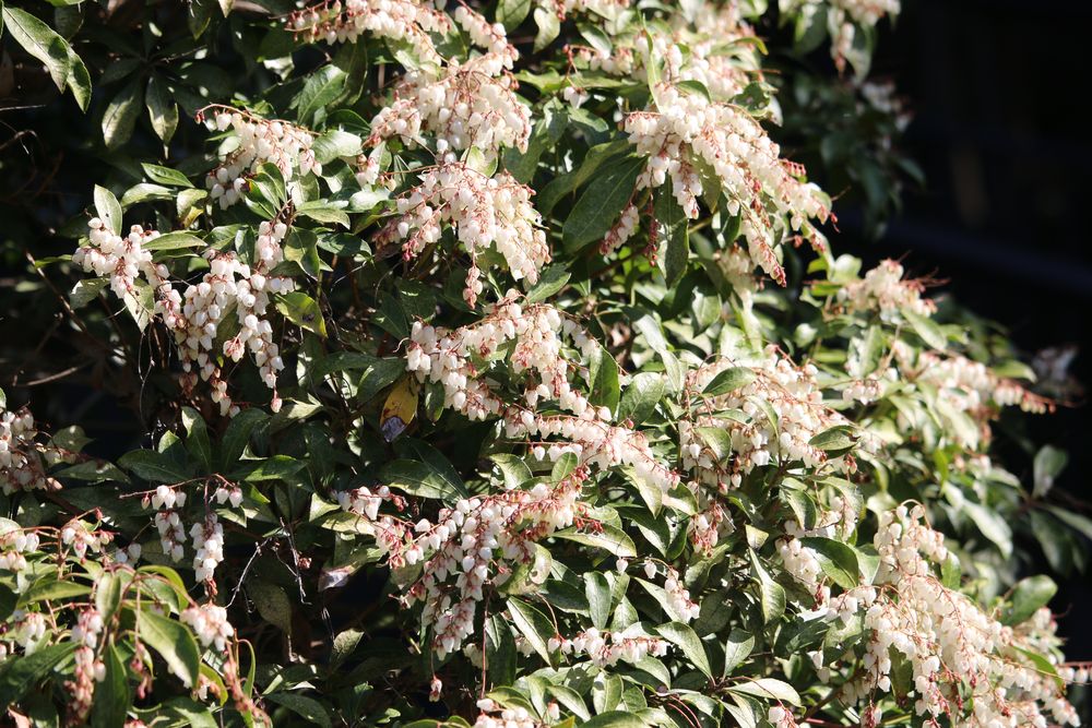 写真：アセビ（ツツジ科）