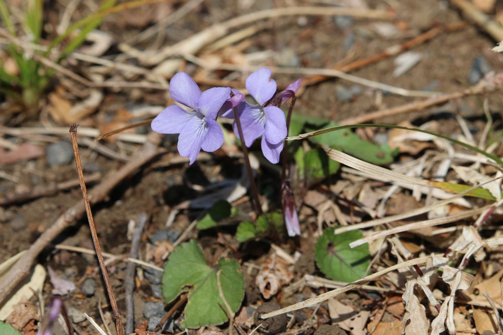 写真：林床のスミレ類