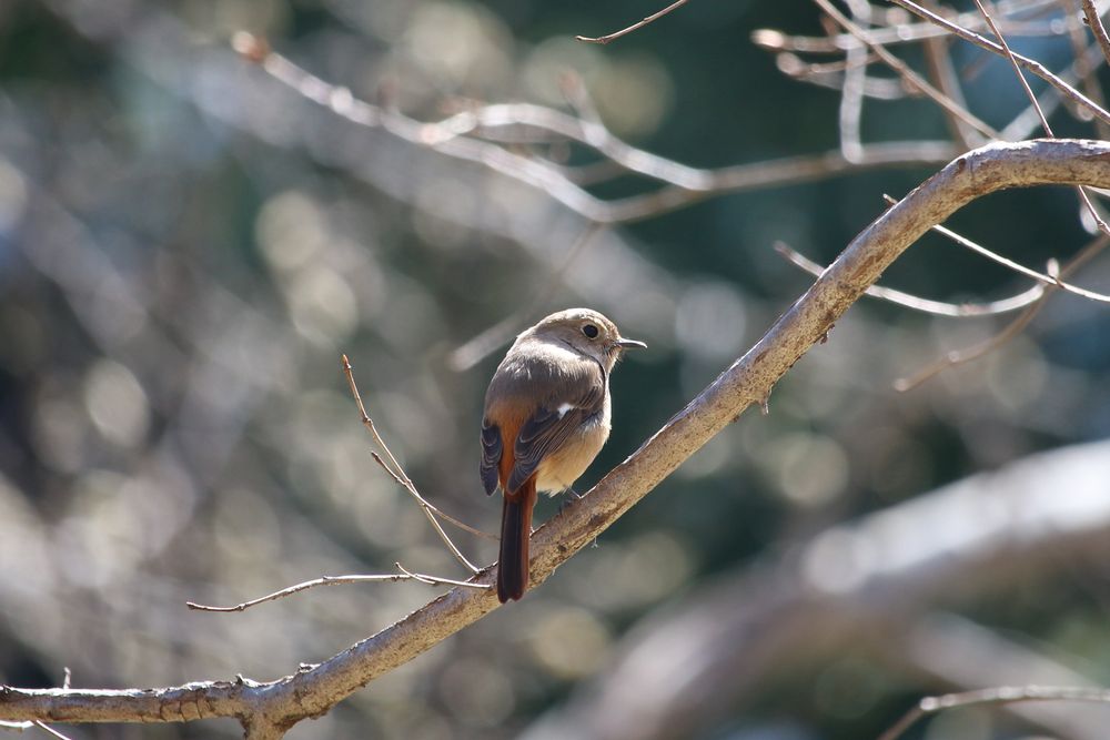 写真：新雑木林のジョウビタキ