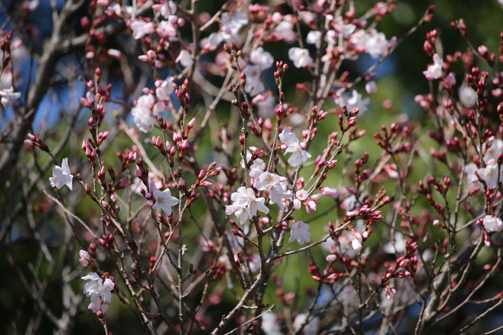 写真：コヒガンザクラ（バラ科）