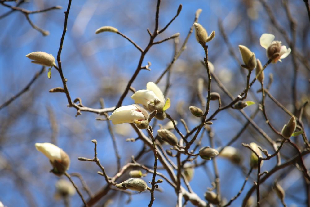 写真：コブシ（モクレン科）