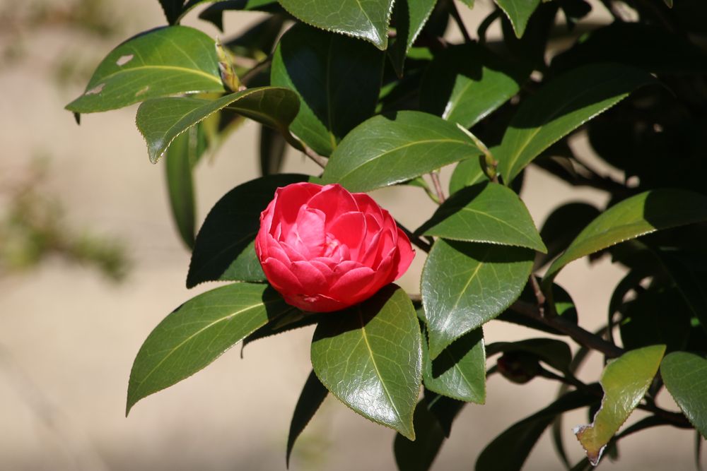 写真：ユキツバキ(ツバキ科)