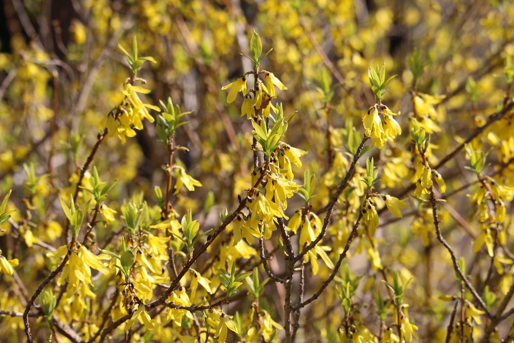 写真：シナレンギョウ（モクセイ科）