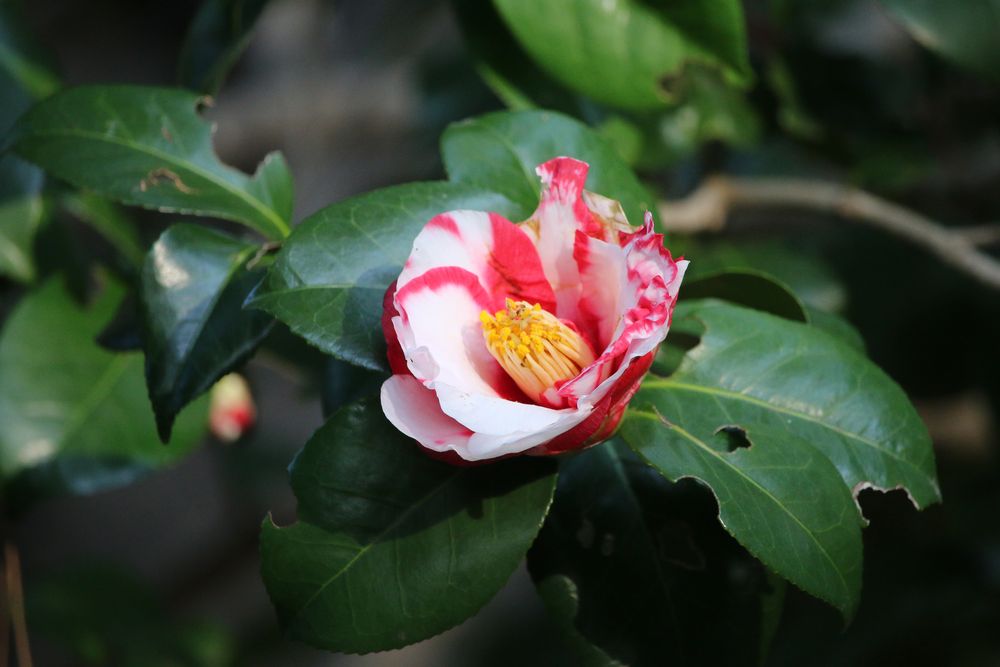 写真：ツバキ（岩根絞）（ツバキ科）