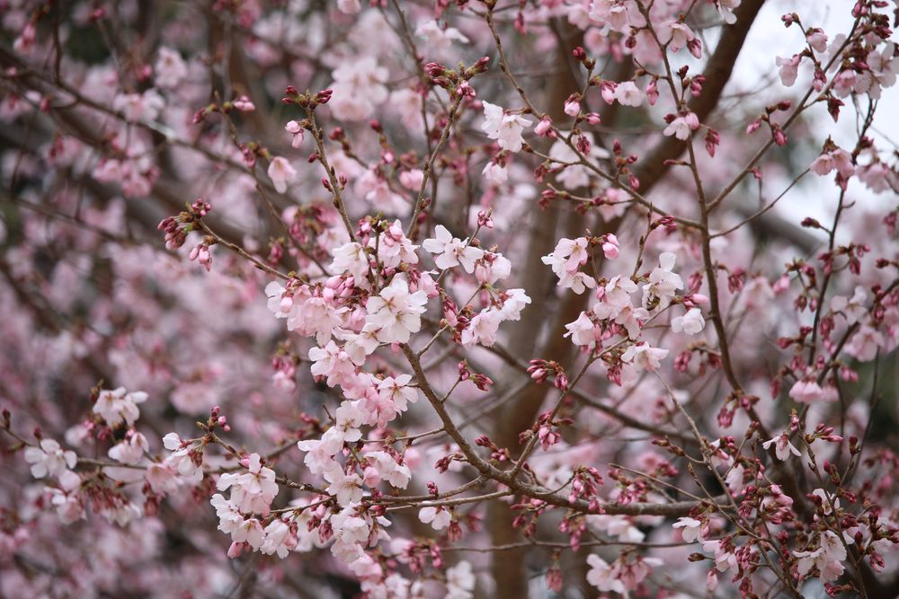 写真：満開のコシノヒガンザクラ