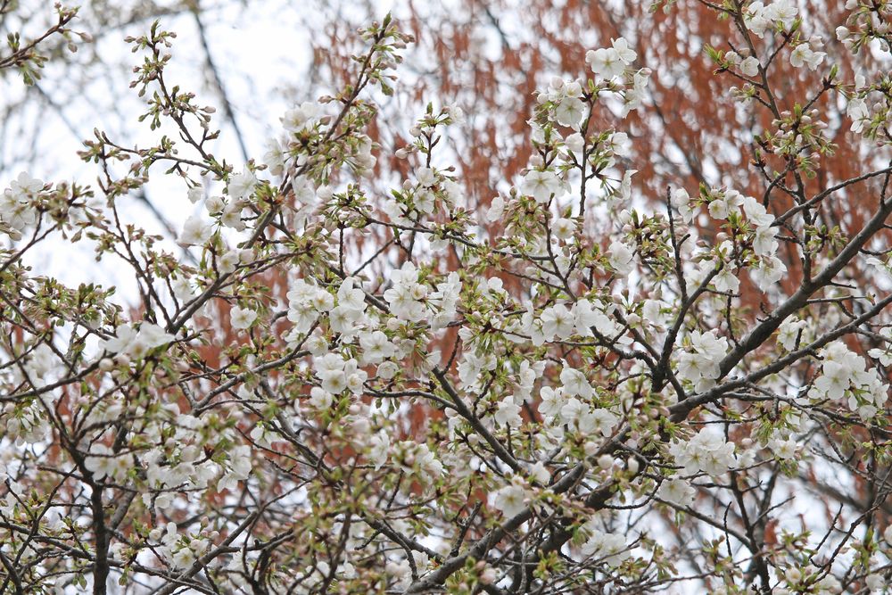 写真：ウスゲオオシマ（二の丸雑木林）