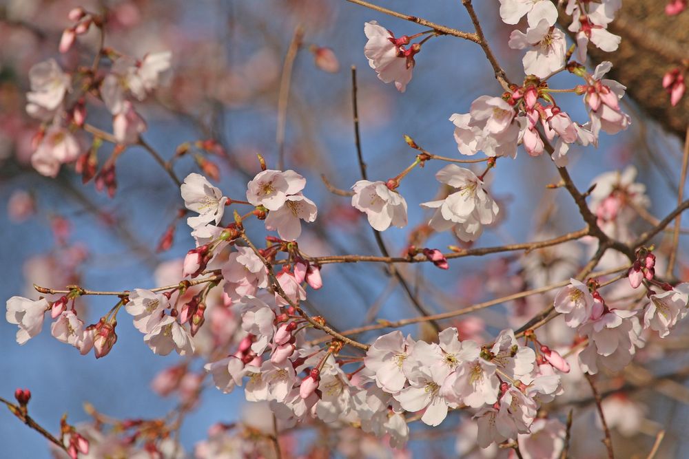 写真：コシノヒガンザクラ（バラ科）