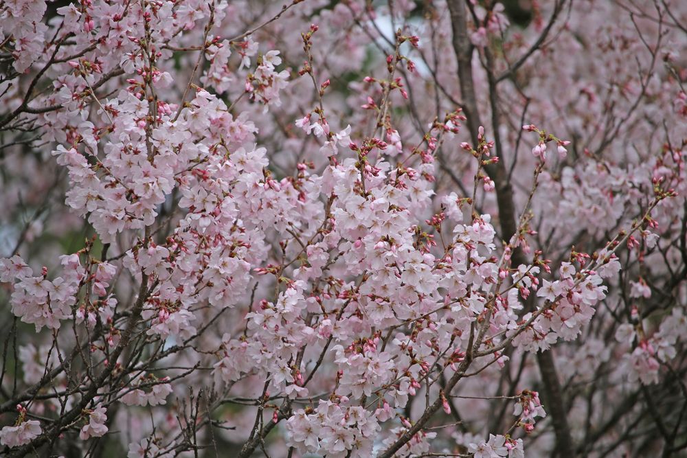 写真：コヒガンザクラ（バラ科）