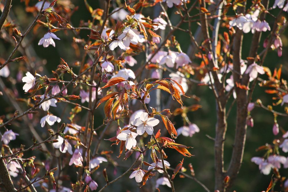 写真：クマノザクラ（バラ科）