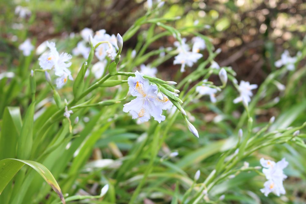 写真：シャガ（アヤメ科）