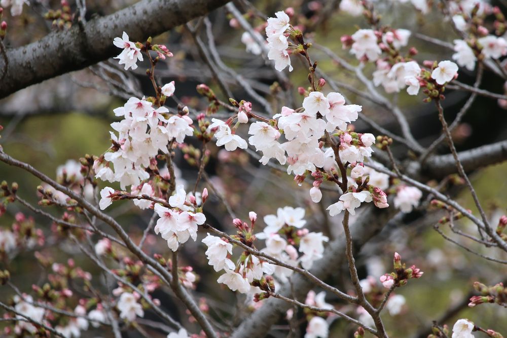 写真：ソメイヨシノ（苑内全体で7分咲き）