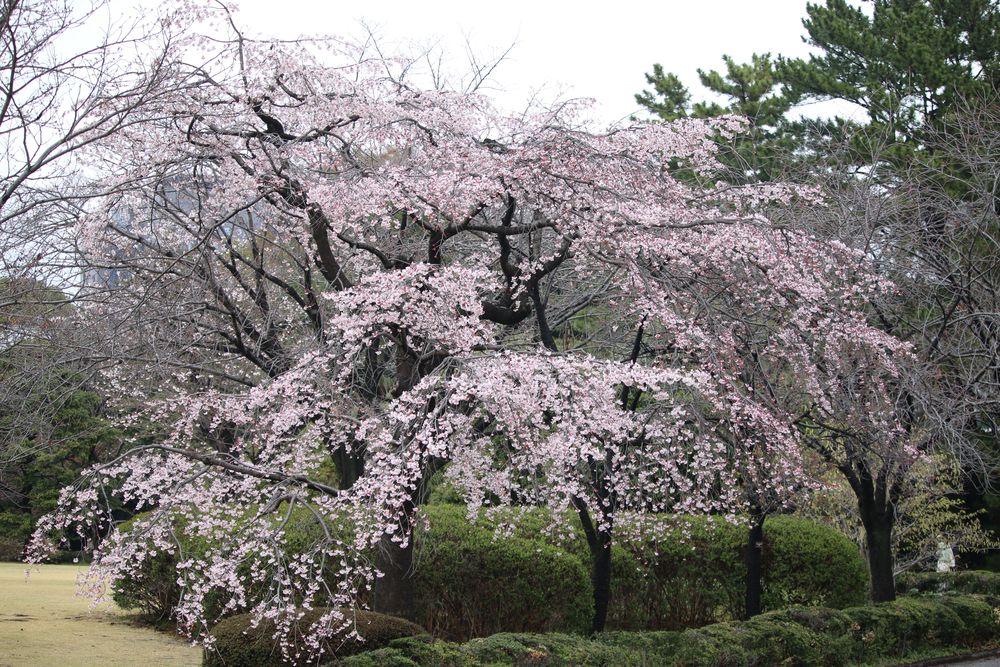 写真：シダレザクラ（バラ科）