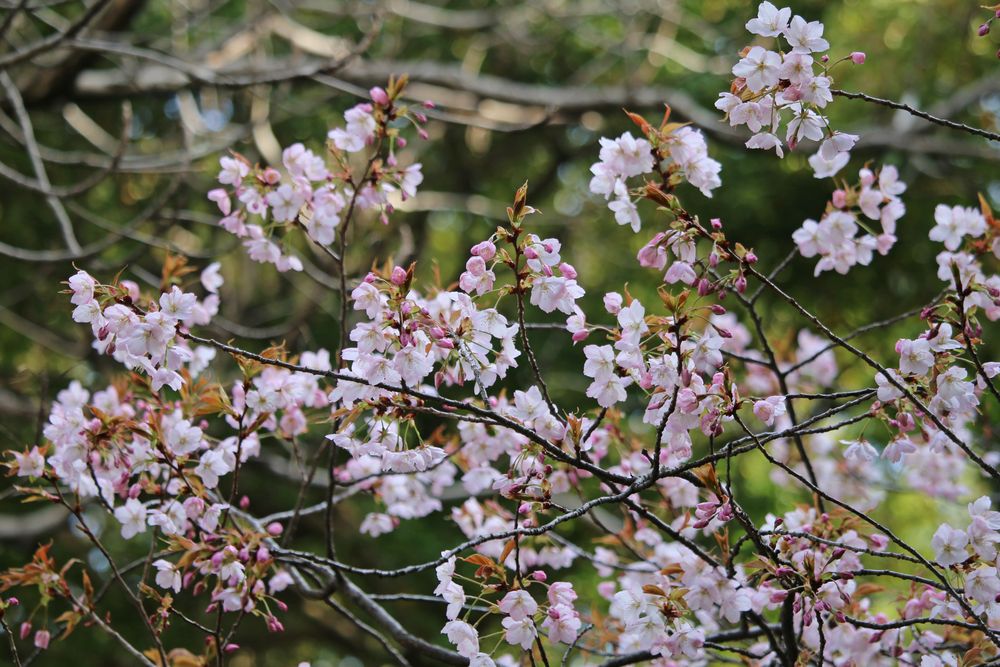 写真：サクラ（仙台屋）（バラ科）