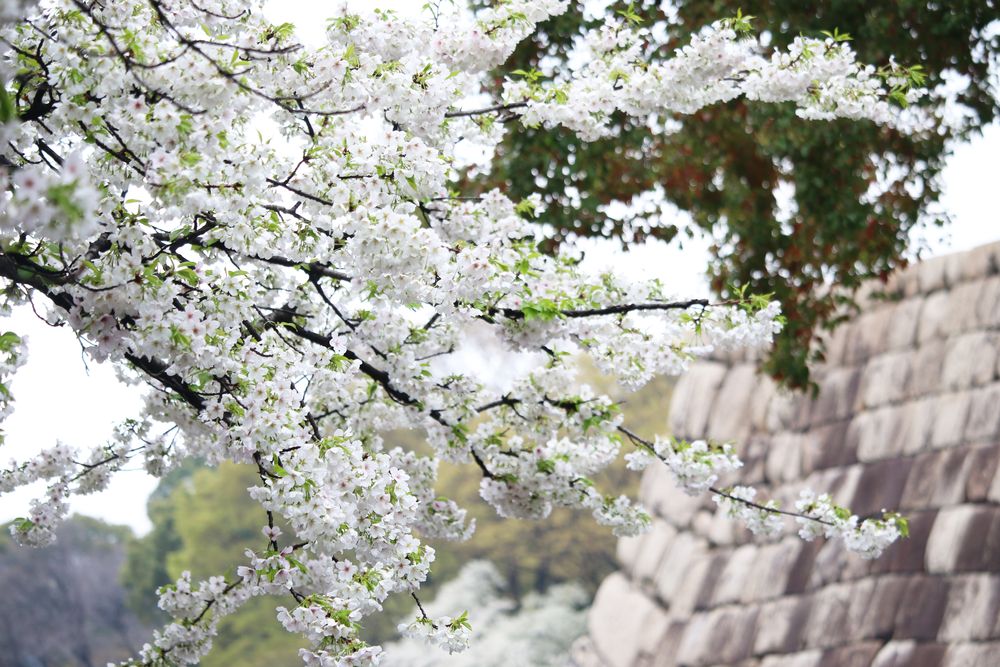 写真：アマギヨシノ（バラ科）