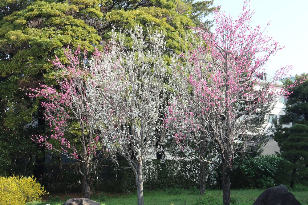写真：ハナモモ（バラ科）