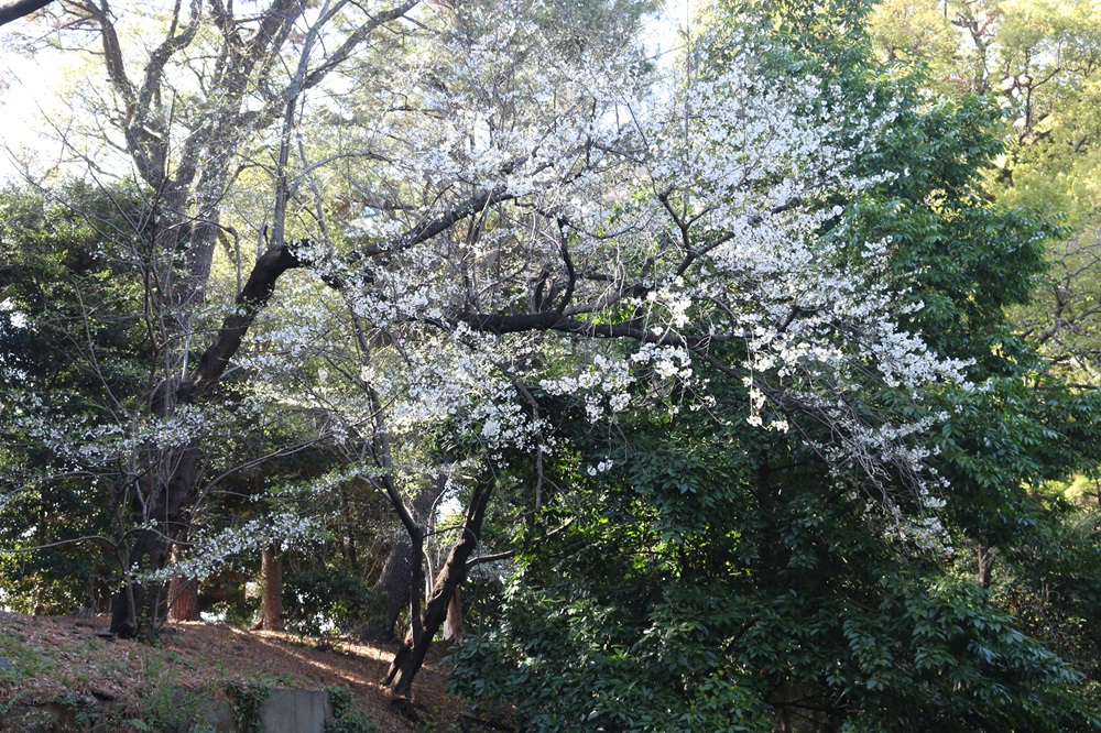 写真：ショウワザクラ（バラ科）