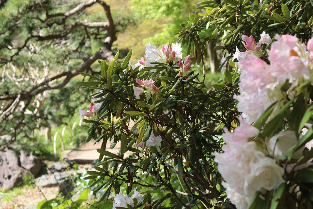 写真：アカボシシャクナゲ（ツツジ科）