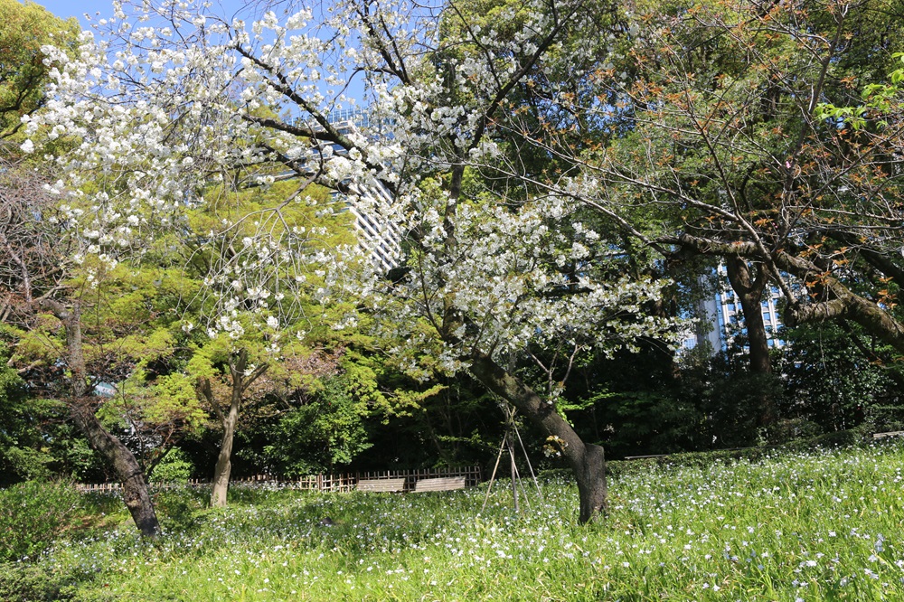 写真：サクラ(太白)（バラ科）