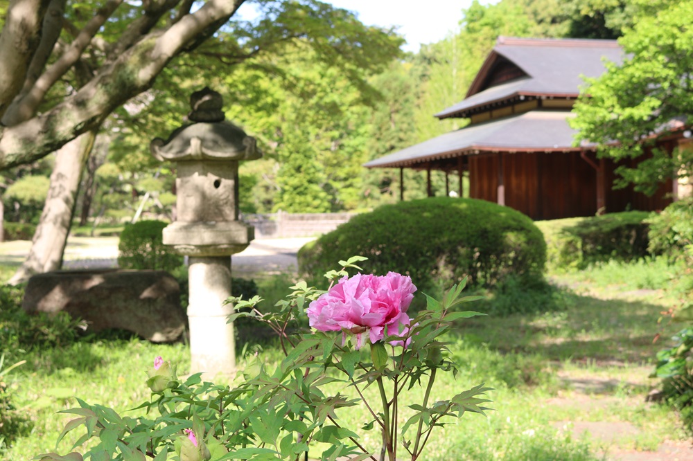 お写真：ボタン（ボタン科）