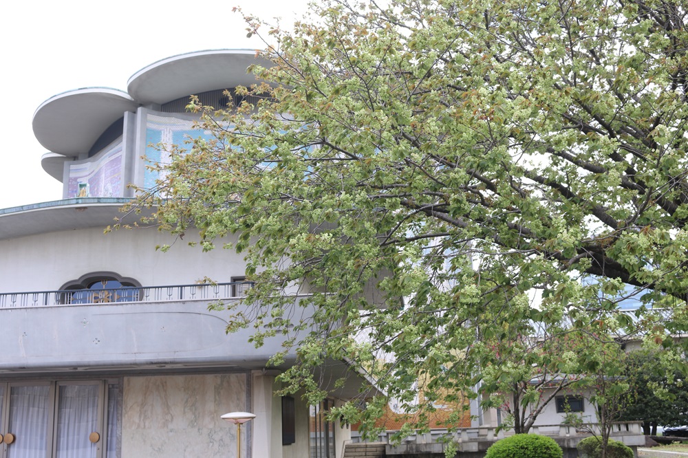 写真：サトザクラ(御衣黄)（バラ科）