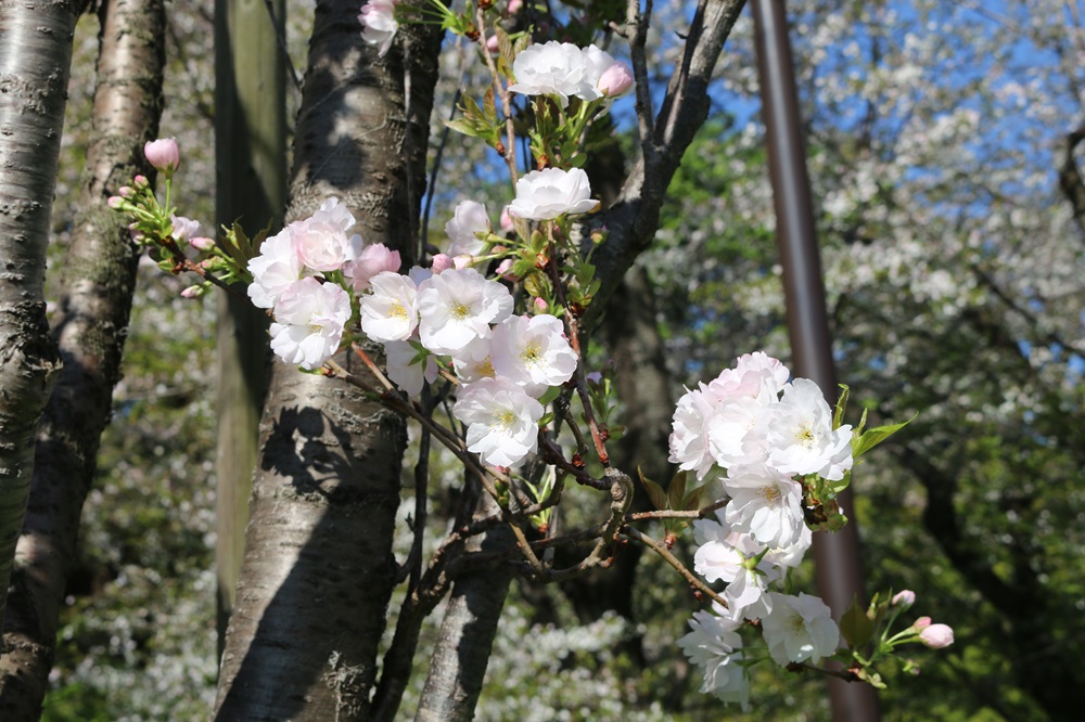 サトザクラ(天の川)（バラ科）