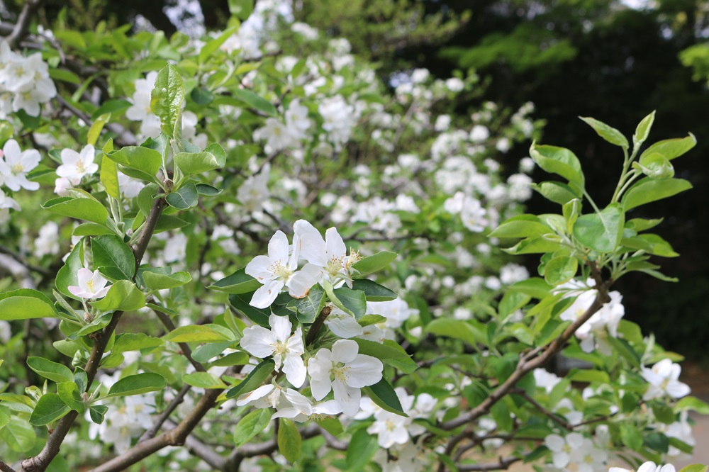 お写真：ワリンゴ(加賀藩在来)（バラ科）