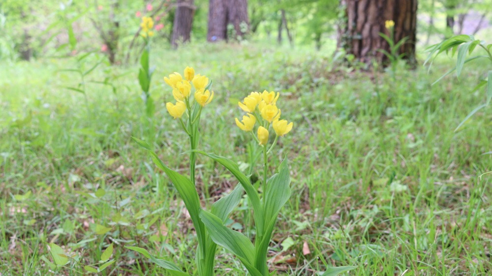 写真：キンラン（ラン科）