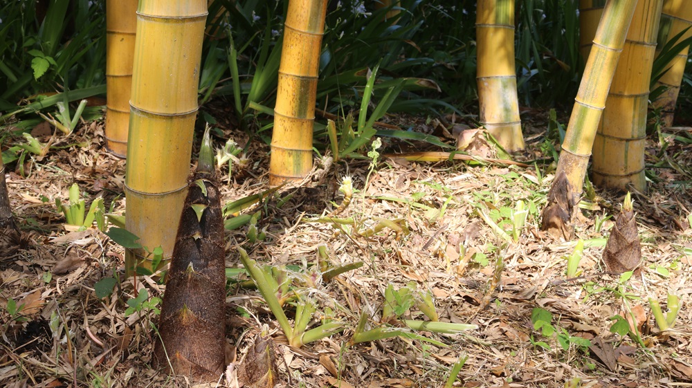 写真：竹林のキンメイモウソウ（筍）