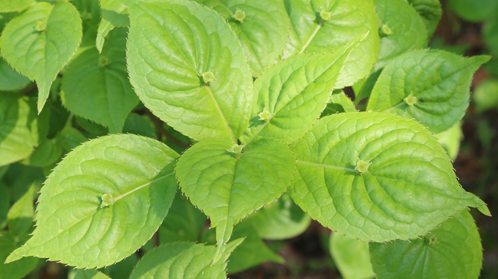 写真：ハナイカダ（ハナイカダ科）