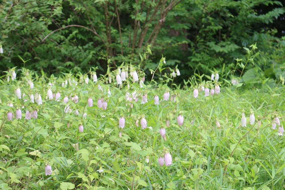 お写真：ホタルブクロ（キキョウ科）
