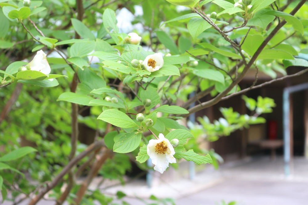 お写真：ナツツバキ（ツバキ科）