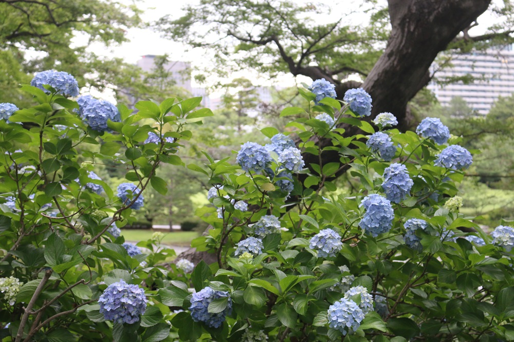 お写真：アジサイ（アジサイ科）