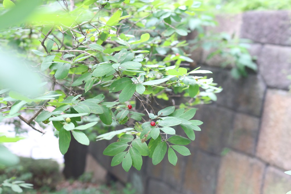 お写真：ヒョウタンボク（実）（スイカズラ科）
