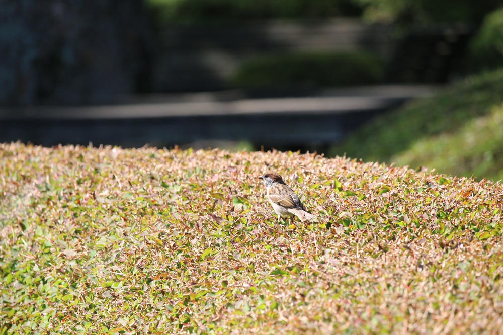 写真：ドウダンツツジで一休みするスズメ