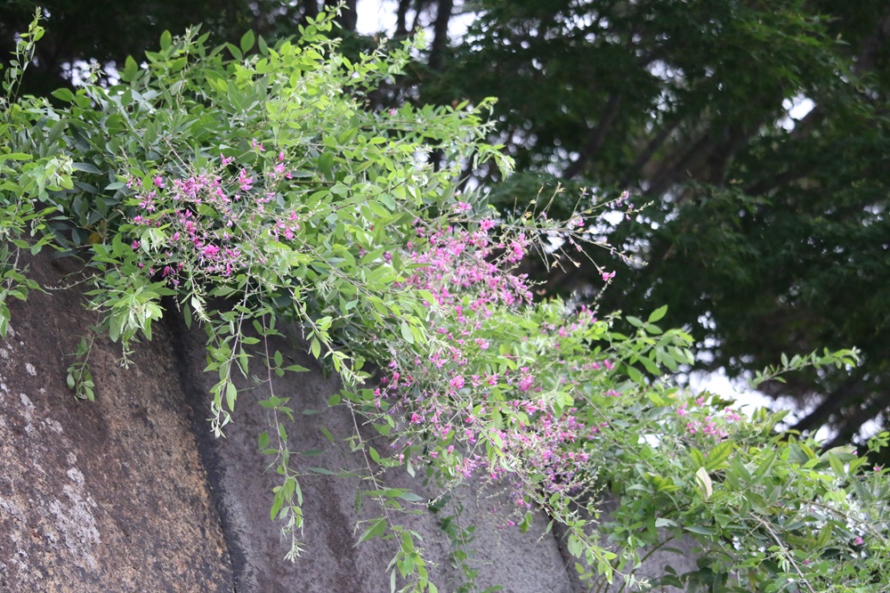 写真：ミヤギノハギ（マメ科）