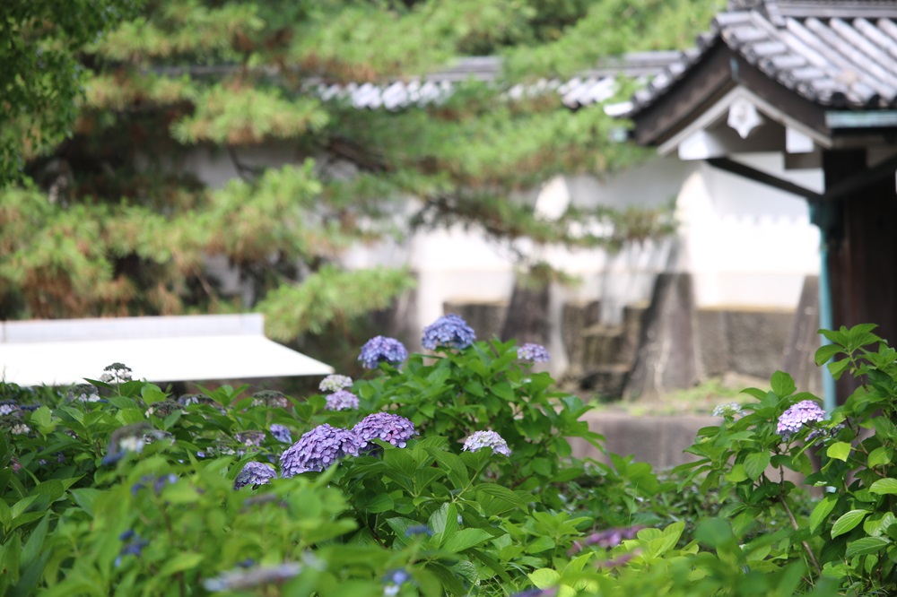 写真：アジサイ（アジサイ科）