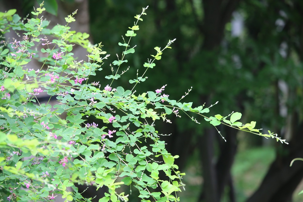 写真：ヤマハギ（マメ科）