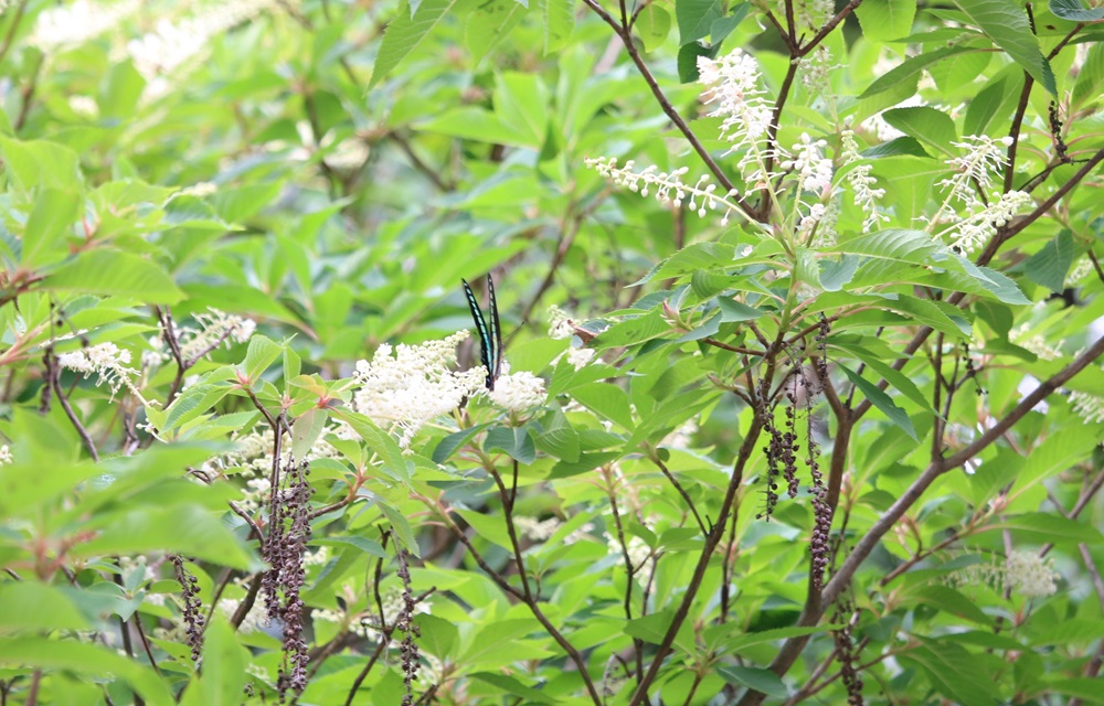 写真：リョウブの花蜜を吸いに来たアオスジアゲハ