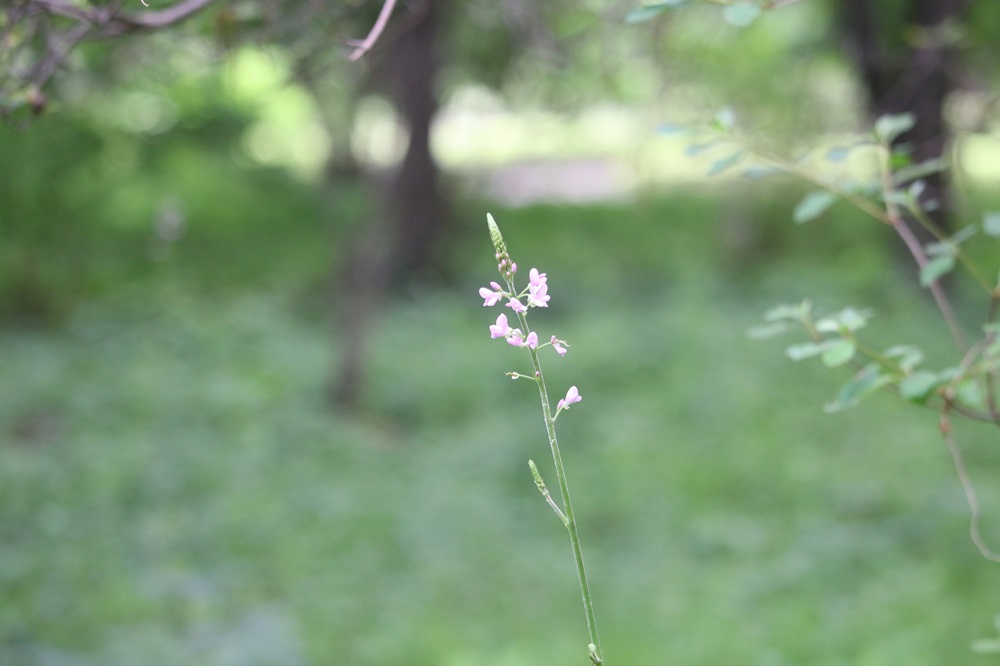 写真：フジカンゾウ（マメ科）
