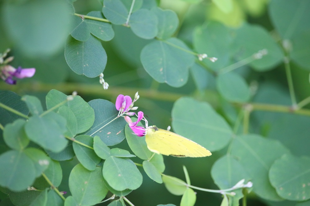 写真：ヤマハギ（マメ科）