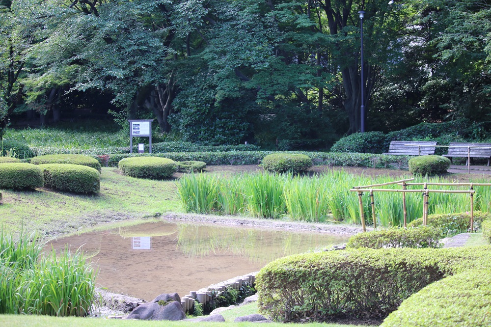 写真：ハナショウブの植替え準備中