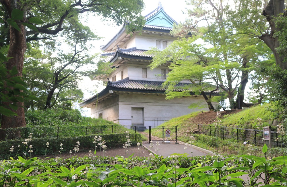 写真：ヤブミョウガ（ツユクサ科）