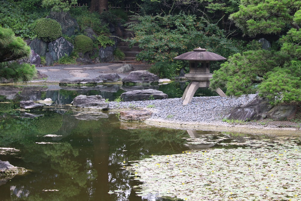 写真：アサザ（ミツガシワ科）