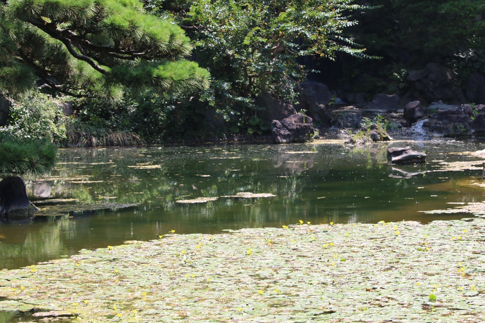 写真：アサザ（ミツガシワ科）