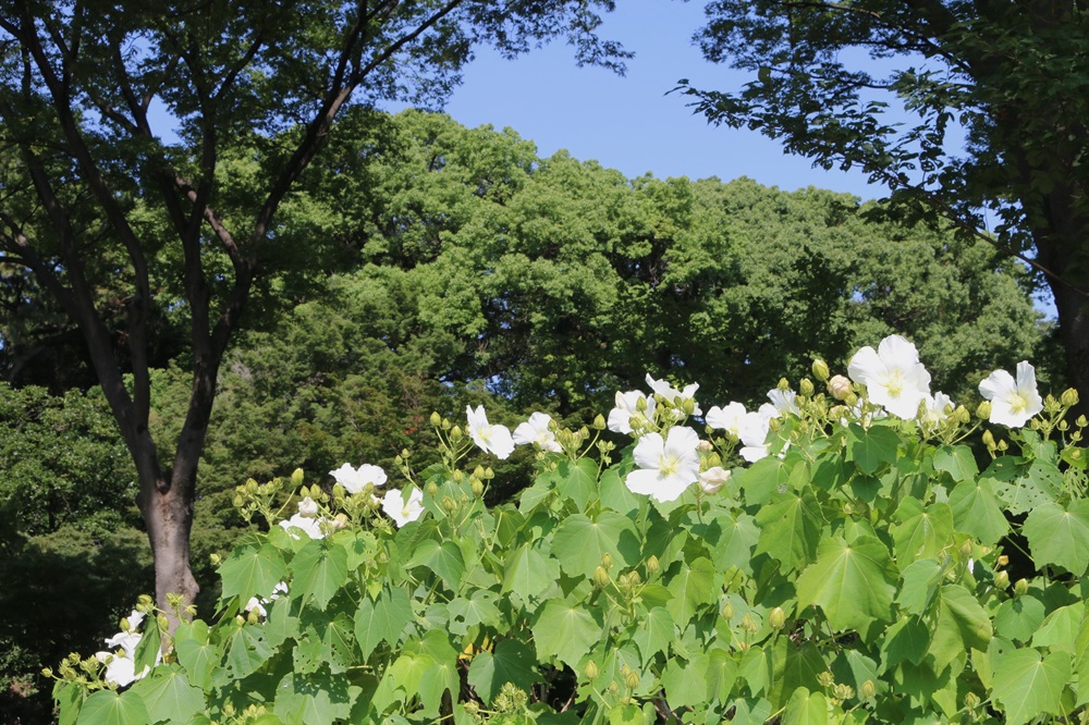 写真：フヨウ（アオイ科）
