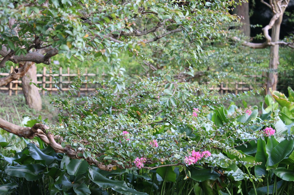 お写真：サルスベリ（ミソハギ科）