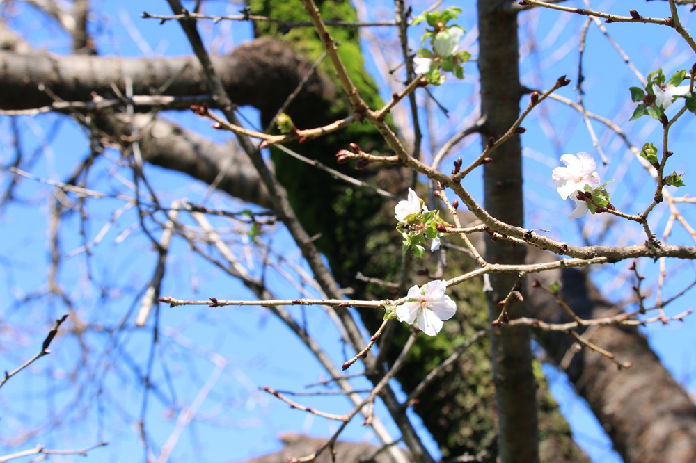 写真：フユザクラ（ケヤキの芝生）